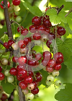 Ripening red currants