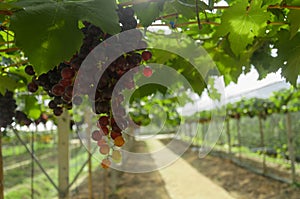 Ripening red grapes in countryside vineyard for red wine,Thailand