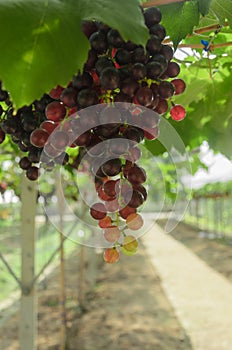 Ripening red grapes in countryside vineyard for red wine,Thailand