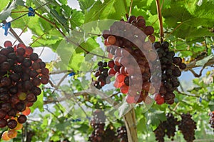 Ripening red grapes in countryside vineyard for red wine,Thailand