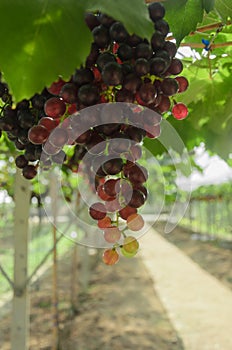 Ripening red grapes in countryside vineyard for red wine,Thailand