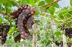 Ripening red grapes in countryside vineyard for red wine,Thailand