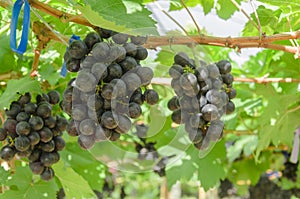 Ripening red grapes in countryside vineyard for red wine,Thailand