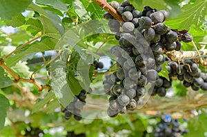 Ripening red grapes in countryside vineyard for red wine,Thailand