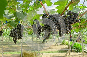 Ripening red grapes in countryside vineyard for red wine,Thailand