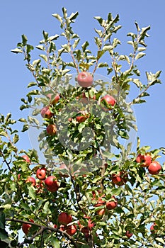 Ripening red organic apples on apple tree branches