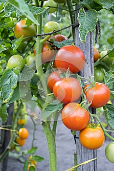 Ripening red tomatoes in garden, ready to harvest