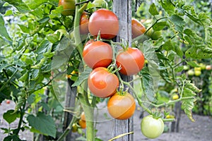 Ripening red tomatoes in garden, ready to harvest