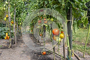 Ripening red tomatoes in garden, ready to harvest, fresh produce