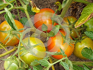 Ripening red tomatoes growing on a vine in a vegetable garden. Organic vegetables in the garden close-up