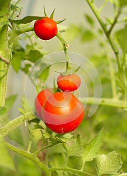 Ripening red tomatoes in the summer garden