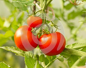 Ripening red tomatoes in the summer garden