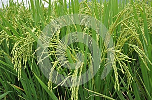 Ripening rice photo