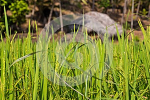 Ripening rice in a field