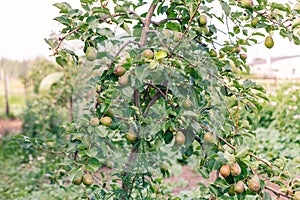 Ripening ripe beautiful juicy fruit pears on a branch, pear tree