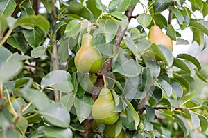 ripening ripe beautiful juicy fruit pears on a branch, pear tree