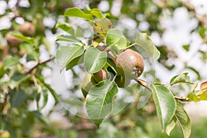 ripening ripe beautiful juicy fruit pears on a branch, pear tree