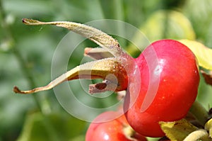 Ripening rosehips
