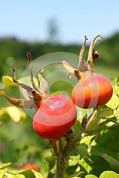 Ripening rosehips