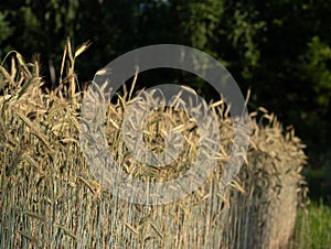 Ripening rye ears in a field brightly lit by the sun against a forest.