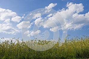 Ripening rye in the field.