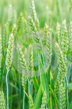 Ripening rye