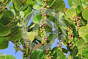 Ripening Sea Grape Clusters