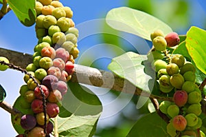 Ripening sea grapes