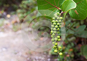 Ripening seagrape or Uvita playera hanging from a branch photo