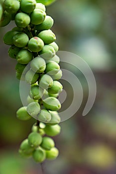 Ripening seagrape or Uvita playera hanging from a branch photo