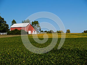 Ripening Soybean Field in Front of a Red Barn photo