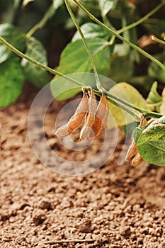 Ripening soybean pods on plantation