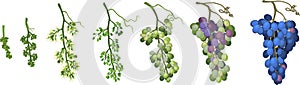 Ripening stages of grape: from flower to ripe bunch of grapes