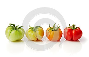 Ripening stages of the tomato