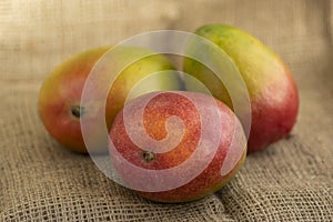 Ripening stone fruits mangoes spread on light brown jute background, product of plant mangifera, green red color