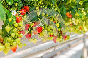Ripening strawberries grown without soil in modern Dutch horticulture business