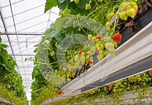 Ripening strawberries in a horticulture company