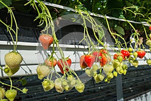 Ripening strawberries of hydroponically cultivated plants from c