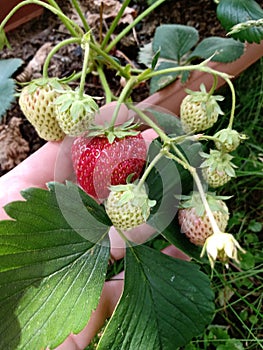 Ripening strawberries - red and green berries