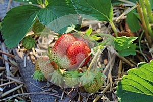 Ripening strawberry on the background of unripe berries. A bunch of unripe strawberries among green foliage