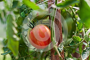 Ripening in the sun on a bush blushing beautiful juicy large tomato, growing tomatoes, vegetable