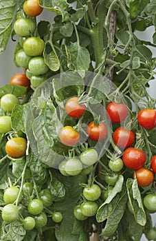 Ripening Tomato Plant