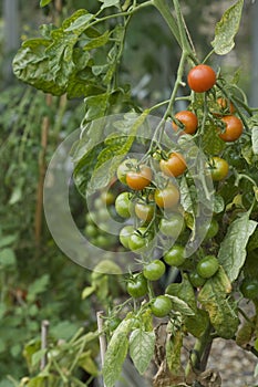 Ripening Tomato Plant