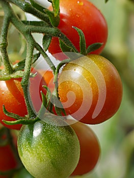 Ripening tomatoes