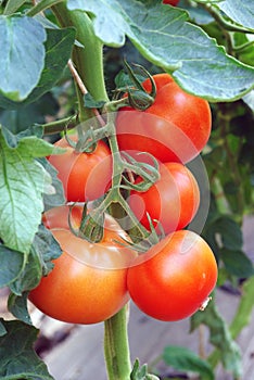 Ripening tomatoes