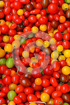 Ripening Tomatoes photo