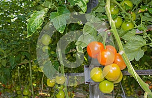 Ripening tomatoes in a Dutch hothouse