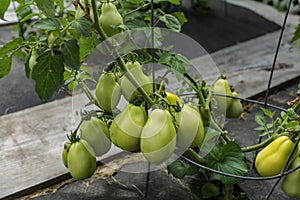 Ripening tomatoes in the garden. Green and red tomatoes on a branch with sunlight. Ripe and unripe tomatoes grow in the garden