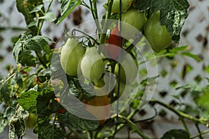 Ripening tomatoes in the garden. Green and red tomatoes on a branch with sunlight. Ripe and unripe tomatoes grow in the garden