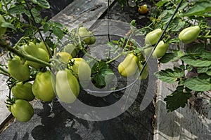 Ripening tomatoes in the garden. Green and red tomatoes on a branch with sunlight. Ripe and unripe tomatoes grow in the garden